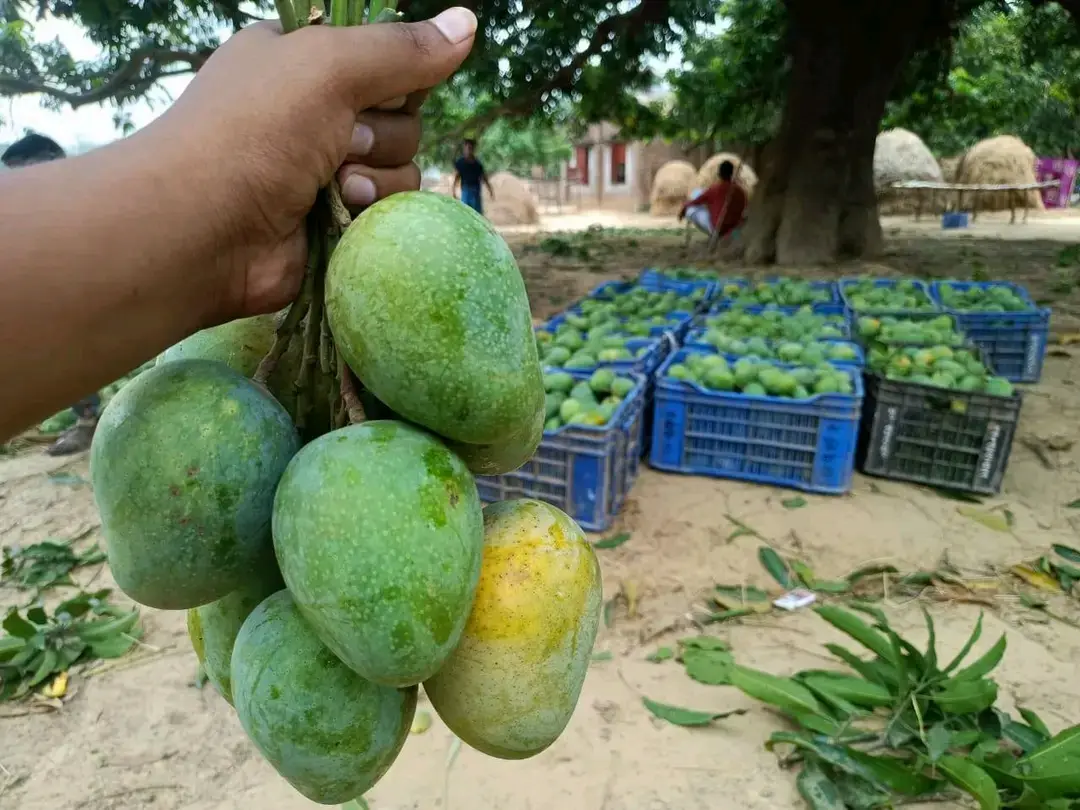আমাদের আমের প্যাকিং ও মান